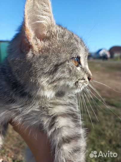Котёнок ищет дом