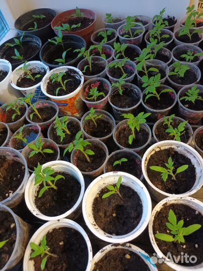 Рассада низкорослых помидор. Сорт томатов челнок