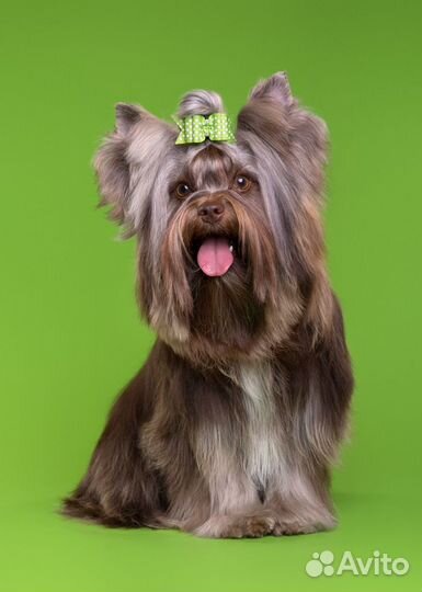 Шоколадный йорк Вязка