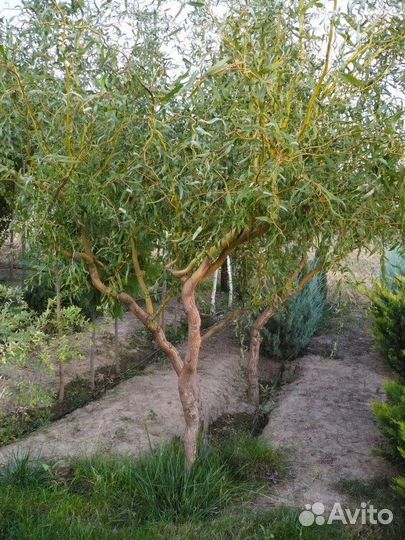 Ива извилистая Свердловская, форзиция Голден Таймс