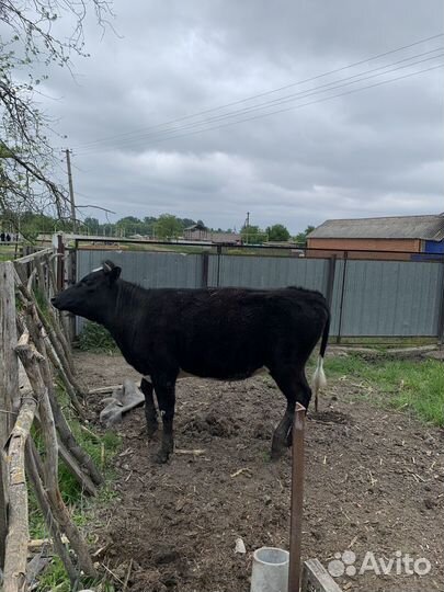 Продается телка
