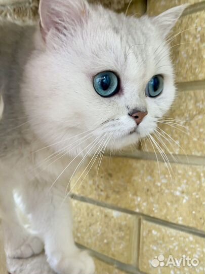 Британский котик серебряная шиншилла