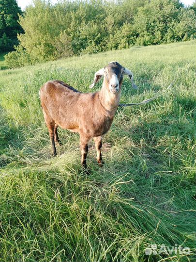 Коза нубийская