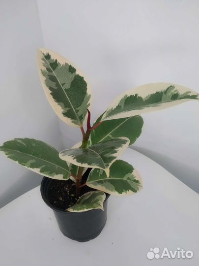 Фикус Бенджамина варьегата и Наташа, Тинеки