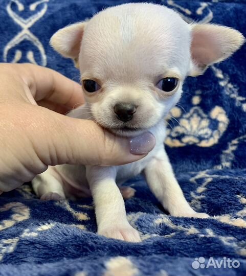 Мини Эльфик