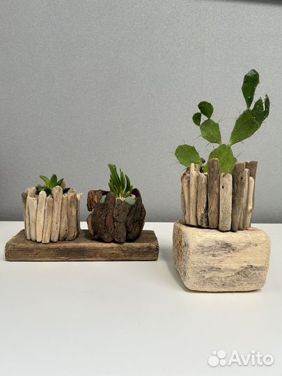 Композиция с кактусами и суккулентами