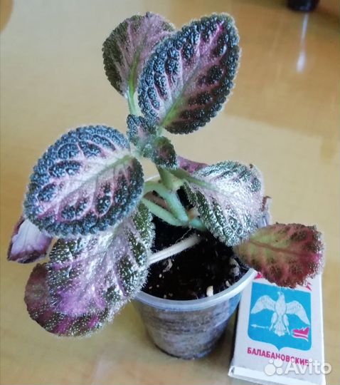 Эписции сортовые