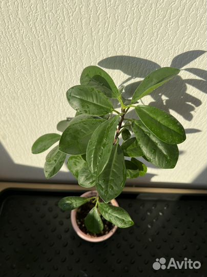 Фикус лирата, эпипремнумы