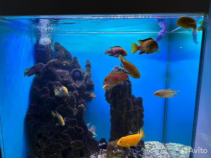 Рыбки цихлиды