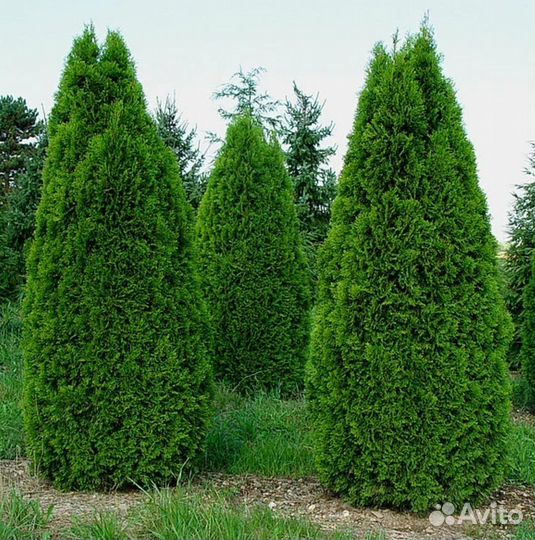 Туя смарагд оптом