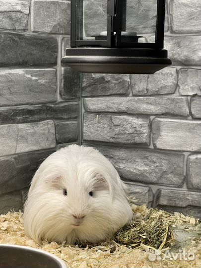 Морская свинка шелти 1900