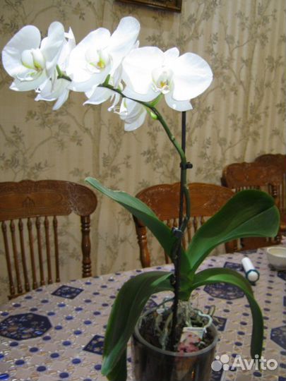 Цитокининовая паста