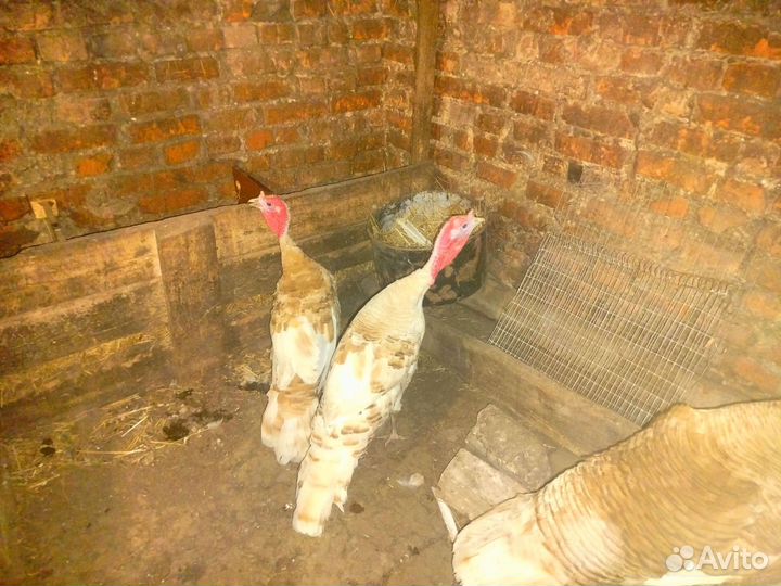 Индюки домашние