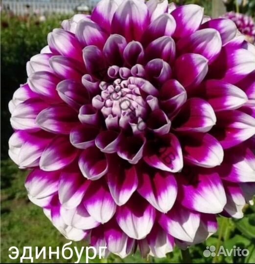 Георгины клубни