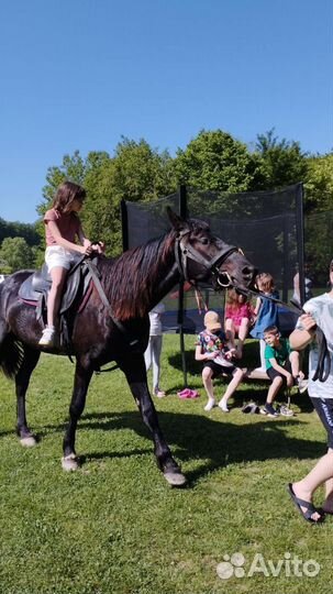 Конные прогулки