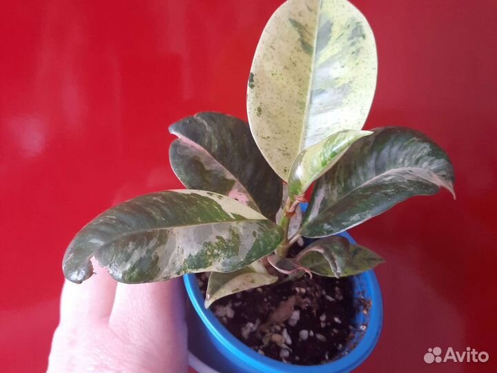 Фикус шривериана муншайн