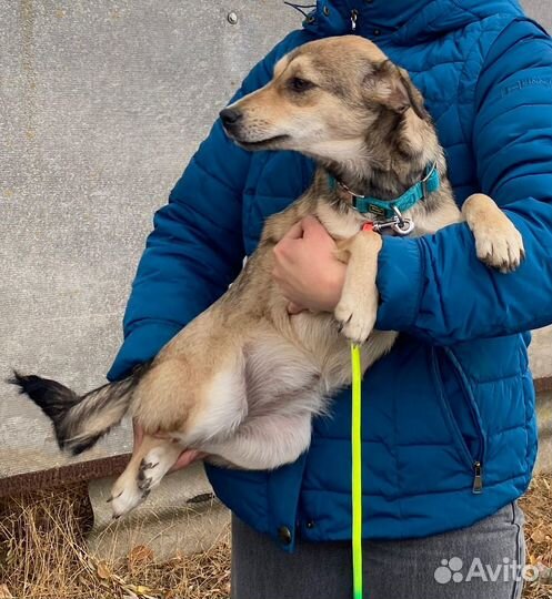 Щенки подростки разномастные