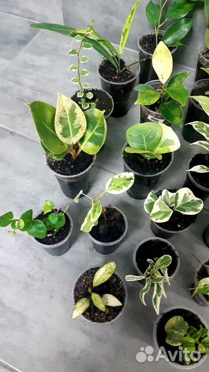 Фикус набор 24 сорта