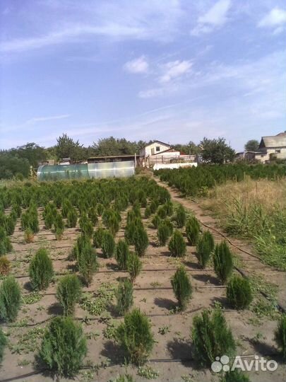 Саженцы туи заподной