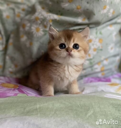 Шотландская кошечка