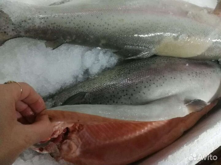 Форель и икра форели из Карелии