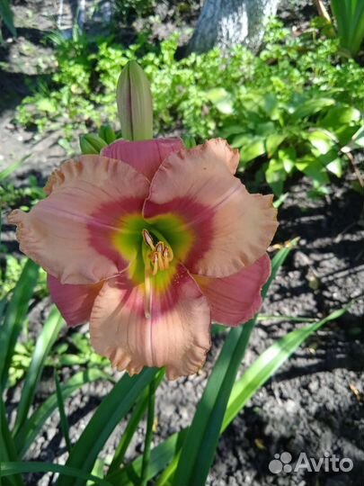 Роскошные лилейники