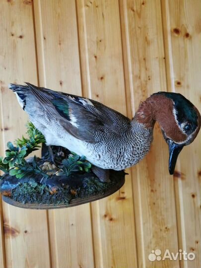 Чучело утки