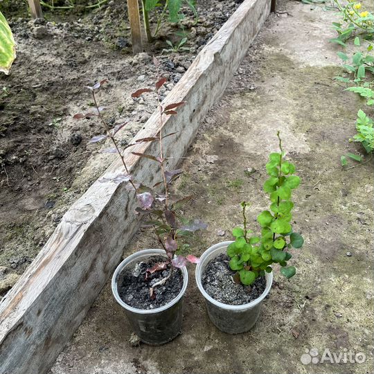 Многолетники садовые: хосты, барбарисы, дицентра
