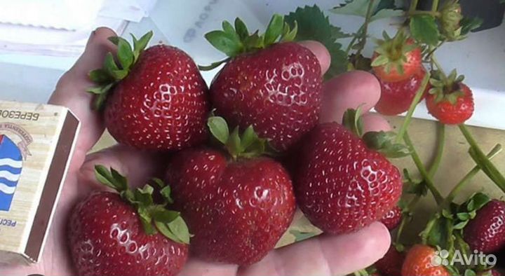 Саженцы клубники