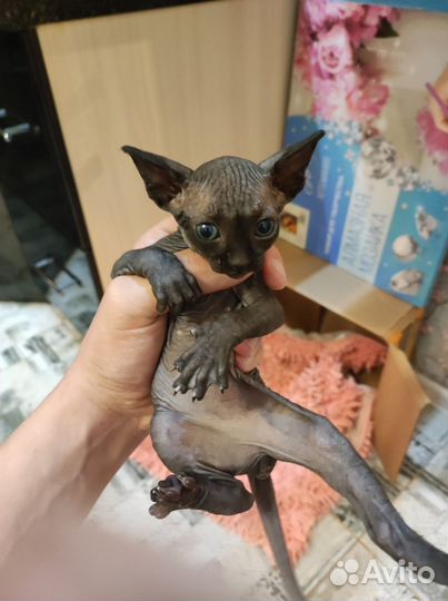 Котята канадского сфинкса