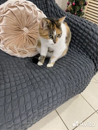 Кошка в дар