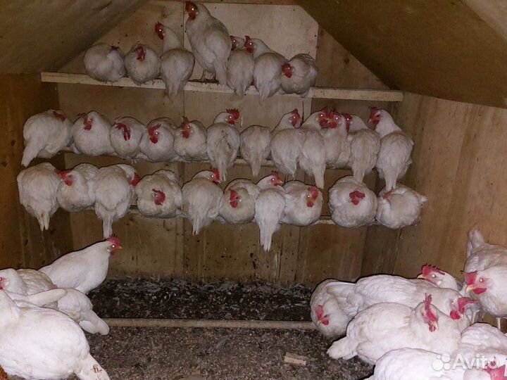 Инкубационное яйцо кур несушек