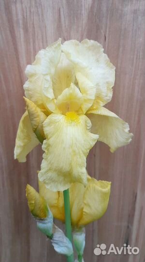 Ирисы бородатые сортовые