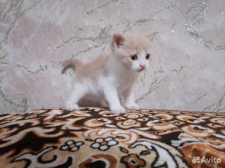 Кошка в дар бесплатно