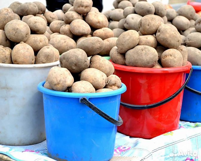Продам картофель