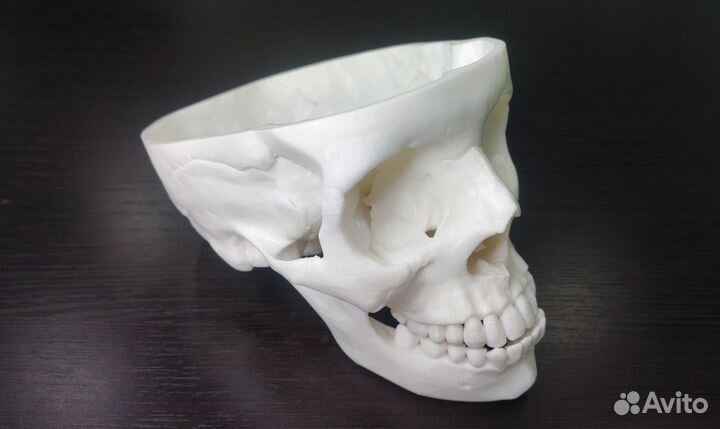 Анатомический череп человека