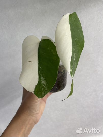 Монстера альба, филодендрон бородавчатый компакта