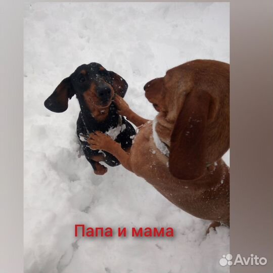 Такса