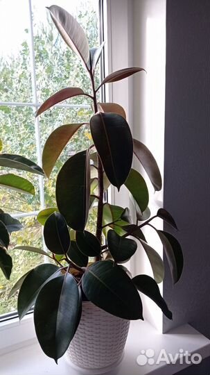 Фикус каучуконосный