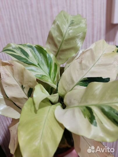 Калатея еллоу fusion