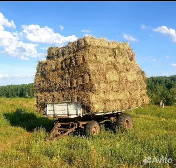 Сено в брикетах