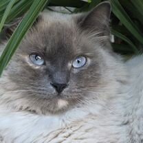 Невская маскарадная, взрослая кошка, Энгельс