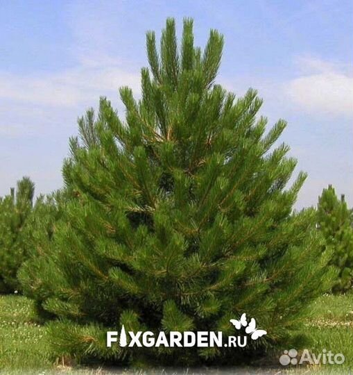 Сосна черная Высота от 150см