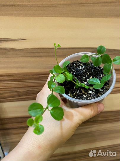 Комнатные растения разные