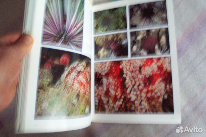 Красное море фотоальбом