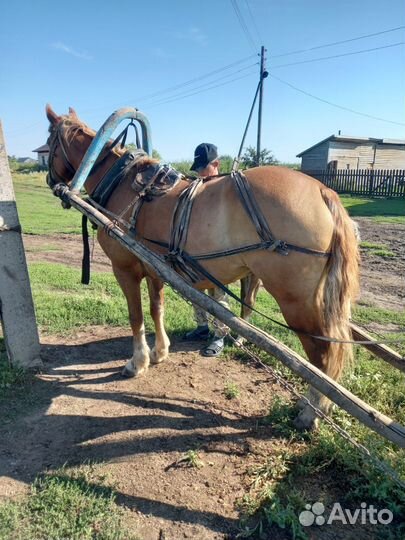 Кобыла с жеребенком