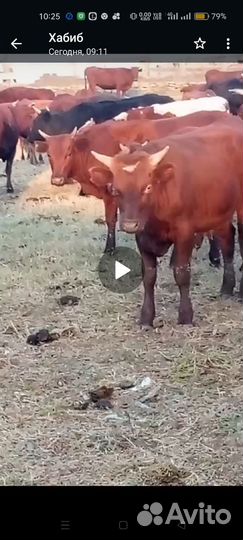 Бычки и телки от 6 месяцев