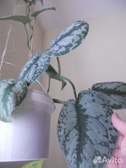 Сциндапсусы эпики филы монстера обмен/продажа