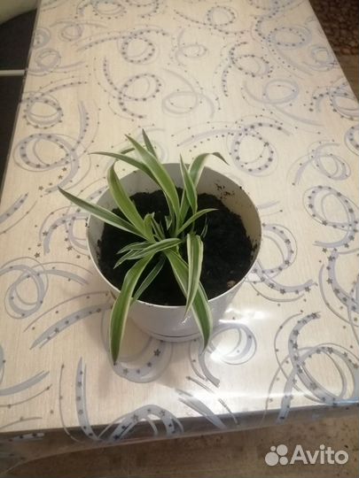 Хлорофитум