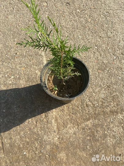 Туя Крымская